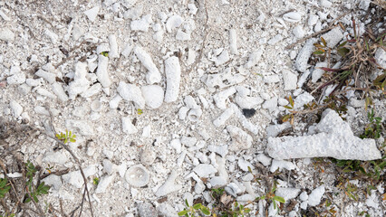 Outdoor beach summer background with texture sand shells and stone reef ground with beach theme