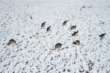 Brown furred Eastern Grey Australian kangaroos feeding in a snow covered field on a bright sunny day. 