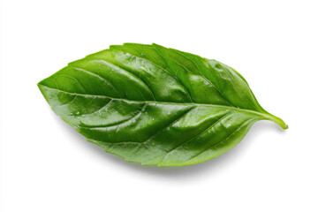 Obraz premium Fresh green basil leaf isolated on white background, showcasing its texture and vibrant color