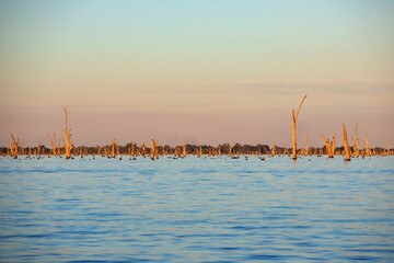 Dead trees protrude from a calm blue lake under a pastel cololured sky on sunrise.