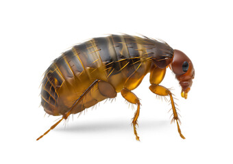 Detailed 3d rendering of a flea insect isolated on transparent background