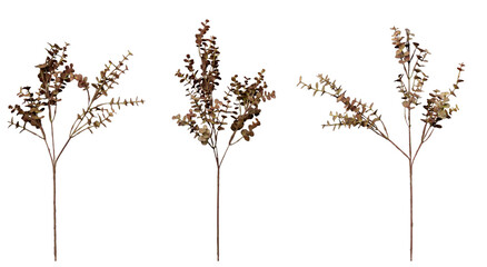 A bush with brown leaves, transparent and editable.