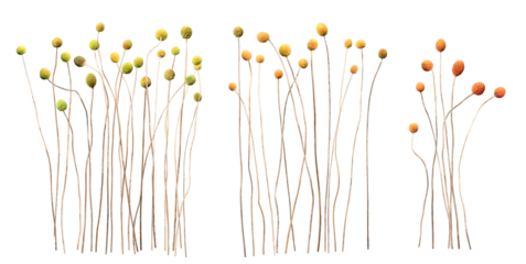 Dried natural materials with round flowers were photographed. They are cute objects of various sizes and are transparent and editable.
