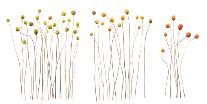 Dried natural materials with round flowers were photographed. They are cute objects of various sizes and are transparent and editable.
