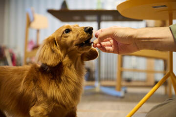 室内で犬おやつを食べる瞬間