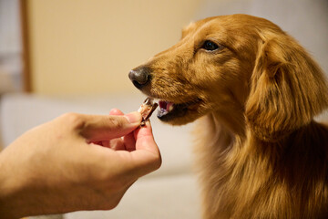 犬におやつを与える瞬間