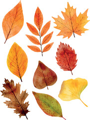 Set of Watercolor Autumn Leaves