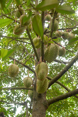 Durian tree, Durians are the king of fruits, solated on white background.