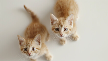 Obraz premium Adorable ginger kittens curiously observing the camera from above