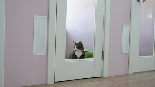 Lonely sad cat in boarding facility waits alone, but missing owners. Pet solitude in cat hotel, animal care, pet waiting, boarding care, owner return, feline comfort, animal hospitality, owner longing - Powered by Adobe