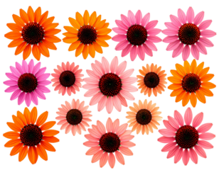 Decorative Set of Coneflowers Arranged in a Symmetrical Pattern, isolated on a transparent background