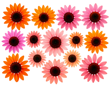 Decorative Set of Coneflowers Arranged in a Symmetrical Pattern, isolated on a transparent background