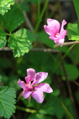 Close up of pink flowers and green leaves in the Alaskan woods