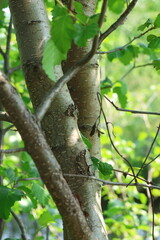 Closeup of trees in the woods in Alaska