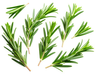 Obraz premium Scattered Fresh Rosemary Leaves and Sprigs, Minimal Composition, Isolated on Transparent Background