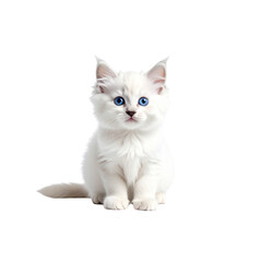Fototapeta premium Cute kitten and cat with fluffy fur, sitting on a white background