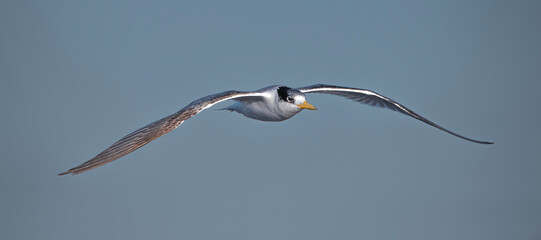 The greater crested tern, also called crested tern, swift tern, or great crested tern flying in sky at the Gold Coast, Queensland, Australia.