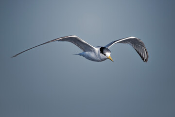 The greater crested tern, also called crested tern, swift tern, or great crested tern flying in sky at the Gold Coast, Queensland, Australia.