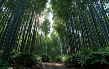 Lush bamboo forest pathway
