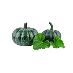 Green and yellow pumpkin on a white background