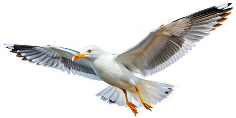 Obraz premium A seagull with striking white feathers and a yellow beak glides effortlessly through the air, wings fully extended, in a clear sky, capturing a moment of nature's beauty