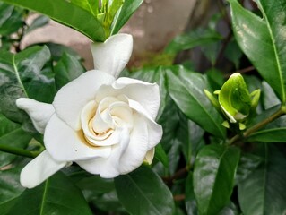 The jempiring flower, or kacapiring, with the scientific name Gardenia Augusta, has fragrant white...