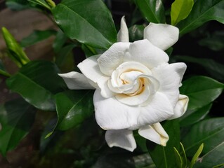 The jempiring flower, or kacapiring, with the scientific name Gardenia Augusta, has fragrant white...