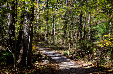 Peaceful autumn walking path in the woods