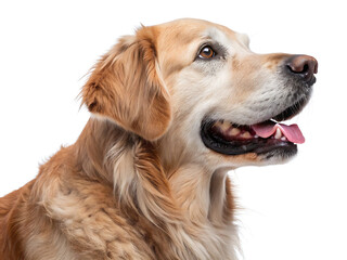A golden retriever dog with its mouth open and tongue sticking out looking to the upper right side