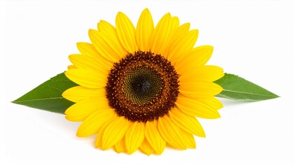 Fototapeta premium sunflower isolated on white background