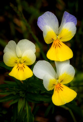 Close-up image of Viola Tricolor flowers with natural background.