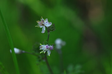 Close up of a small flower