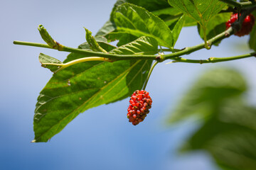red mulberry fruit on tree. among the freshness leaves.