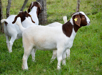 Beautiful female Boer Goats on the farm	