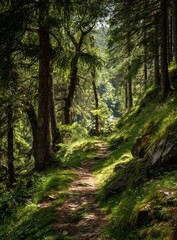 Serene Forest Path Surrounded by Tall Evergreen Trees in Sunlit Wilderness