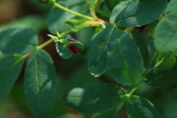 Red rose bud in the sunlight