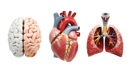 Human anatomy organs brain heart lungs medical science on transparent background 3d red