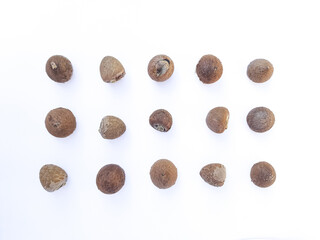 Areca Nut Seeds Top View Isolated on White Background