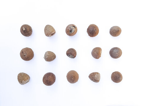 Areca Nut Seeds Top View Isolated on White Background