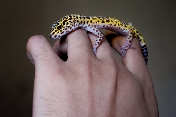 Hand Holding Pet Leopard Gecko
