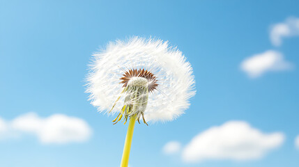 Fototapeta premium A beautiful dandelion in full bloom against a clear blue sky, showcasing nature's delicate artistry and vibrant colors.