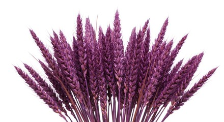 Purple wheat stalks arranged together on a white background.