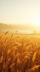 Obraz premium Golden field of waving grass and light on mountains in the distance makes for a peaceful moment