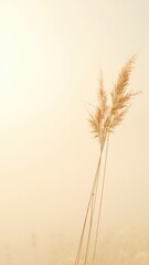 Obraz premium Delicate, sun-kissed blades of field grass sway gently against a soft, creamy backdrop creating a warm, tranquil and inviting atmosphere
