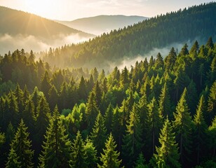 リラックスできる檜の森の風景