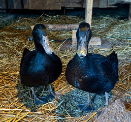 Farm ducks
