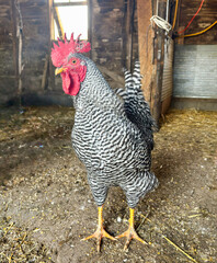 Regal rooster in Western Kansas