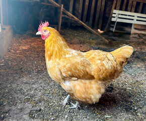 free range chicken in Western Kansas