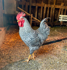 Regal rooster in Western Kansas