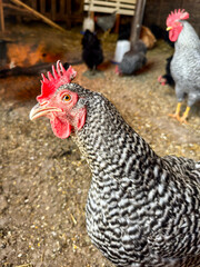 free range chicken in Western Kansas
